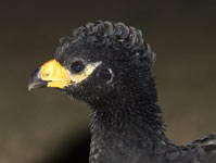 Bare-Faced Curassow