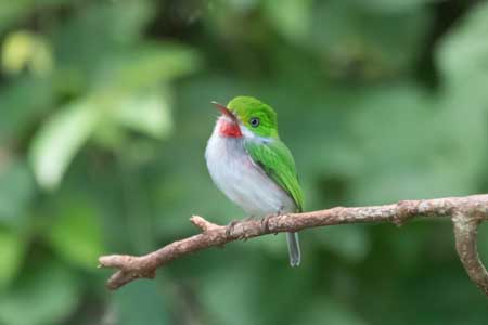 Cuban gnatcatcher - Wikipedia