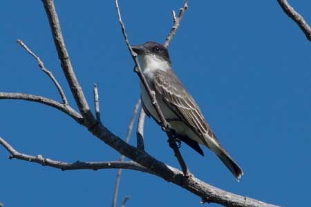 Cuban gnatcatcher - Wikipedia