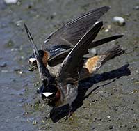 Cliff Swallow