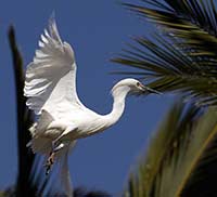 Snowy Egret