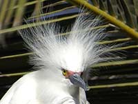 Snowy Egret head
