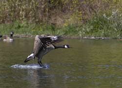 Canada Goose