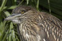 Black-crowned Night-Heron chick