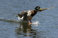 Mallard landing