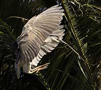 Black-crowned Night-Heron