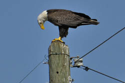 Bald Eagle