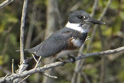 Belted Kingfisher