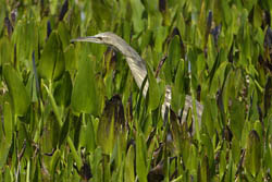 American Bittern