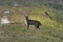 Bobcat