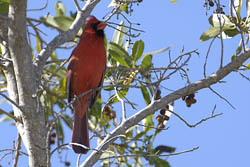 Northern Cardinal