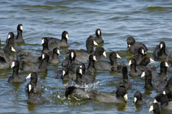 American Coot