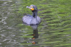 Double Crested Cormorant