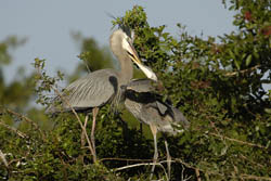 Great Blue Heron