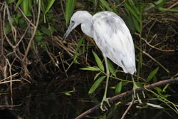 Little Blue Heron (immature)