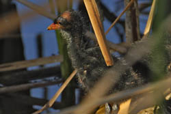 Common Moorhen