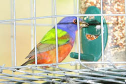 Painted Bunting