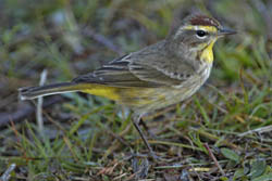 Palm Warbler