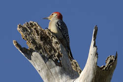 Red-bellied Woodpecker