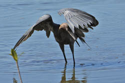 Reddish Egret