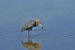 Reddish Egret