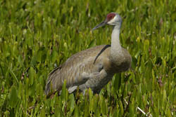 Sandhill Crane