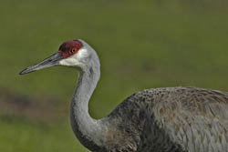 Sandhill Crane