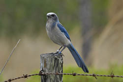 Florida Scrub Jay