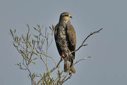 Snail Kite