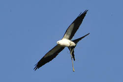 Swallow-tailed Kite