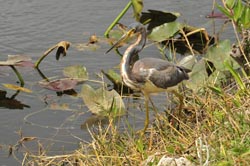 Tricolored Heron