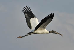 Wood Stork