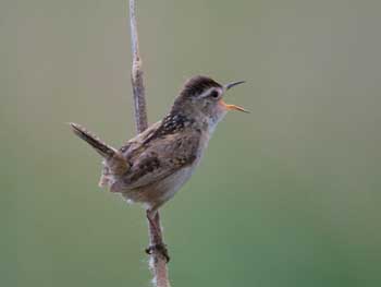 Marsh Wren