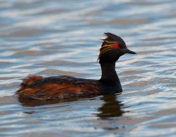 Eared Grebe