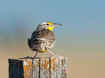 Western Meadowlark