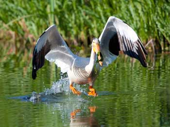 American White Pelican