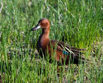 Cinnamon Teal