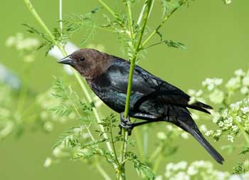 Brown-headed Cowbird