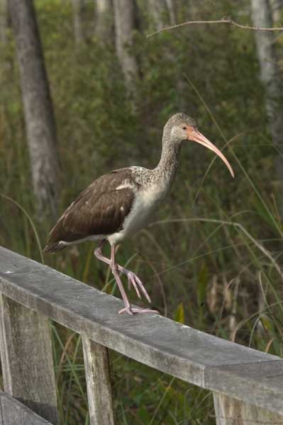 Florida Ibis
