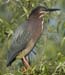 GreenHeron