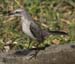 Mockingbird