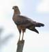 SavannahHawk