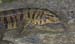 TigerLizard