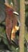 Woodpecker