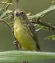 Grassland Yellow Finch