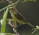 Grassland Yellow Finch