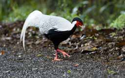 Manu Minute: The Flashy Kalij Pheasant