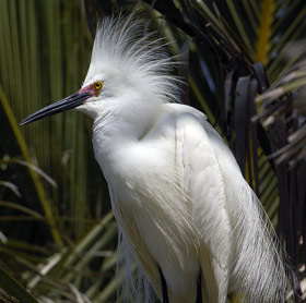 Snowy Egret