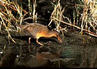 Clapper Rail