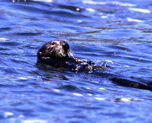 Sea Otter